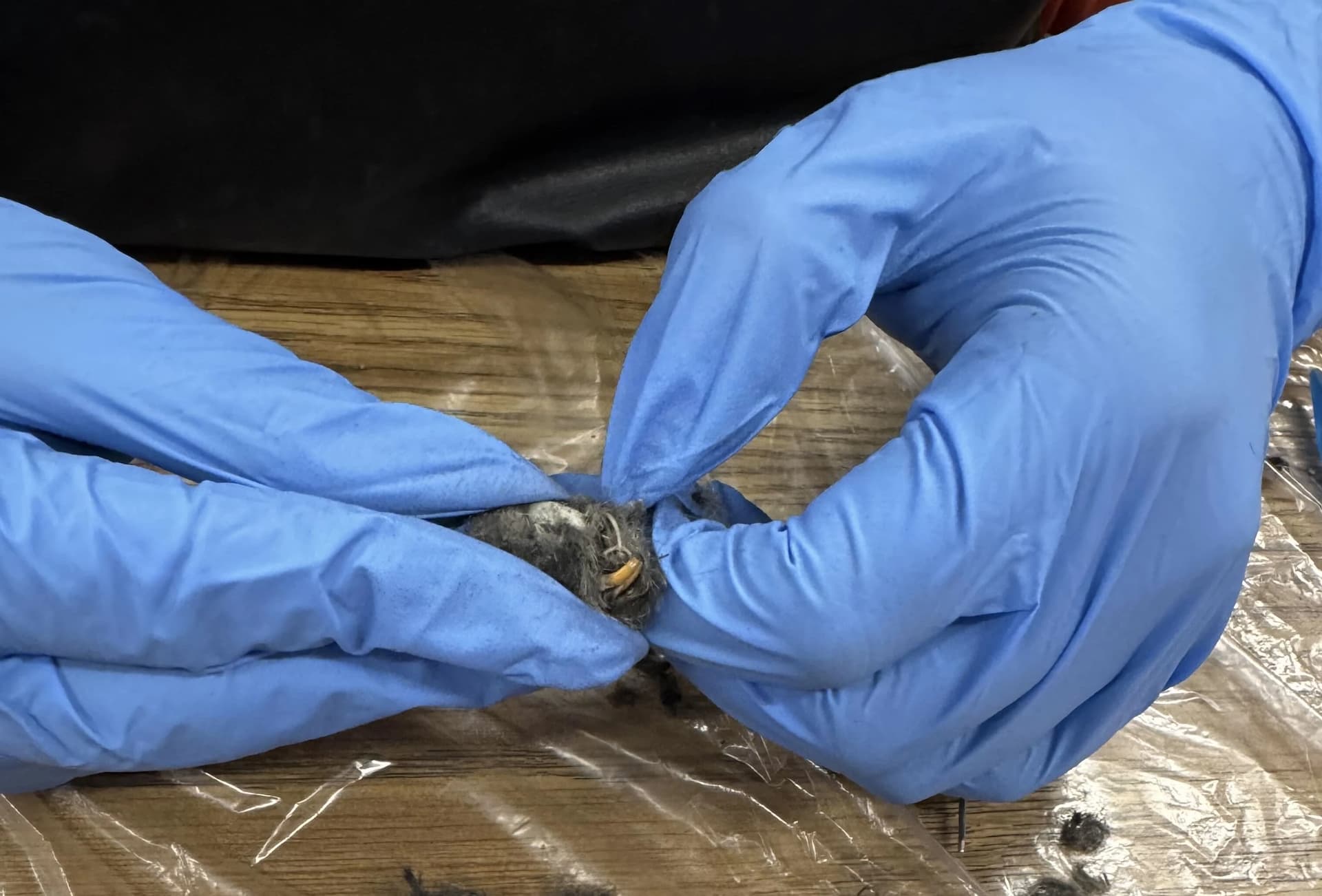 Owl Pellet Dissection